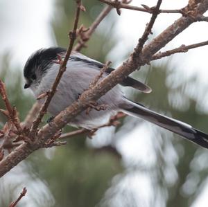 Long-tailed Tit