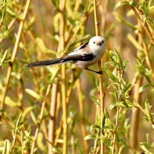 Long-tailed Tit