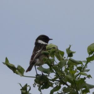 European stonechat