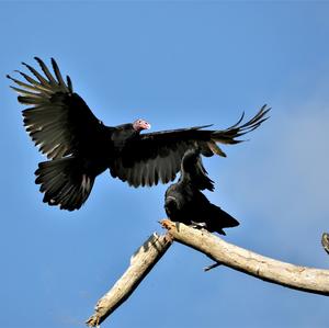 Turkey Vulture