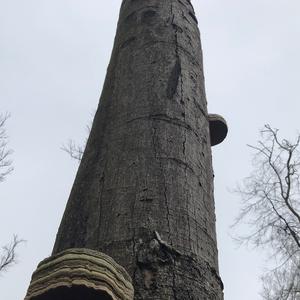 Tinder Polypore