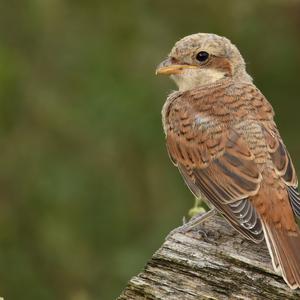 Red-backed Shrike