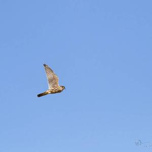 Common Kestrel