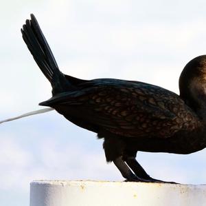 Great Cormorant