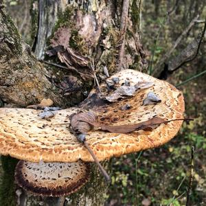 Dryad`s Saddle