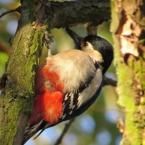 Great Spotted Woodpecker