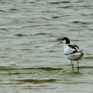 Pied Avocet