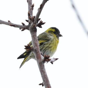 Eurasian Siskin