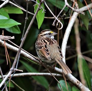 White-throated Sparrow