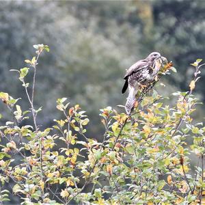 Common Buzzard