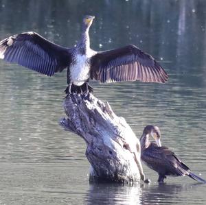 Great Cormorant