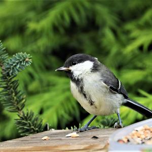 Great Tit