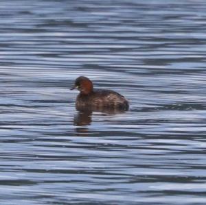 Little Grebe