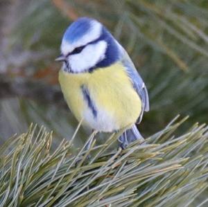 Blue Tit