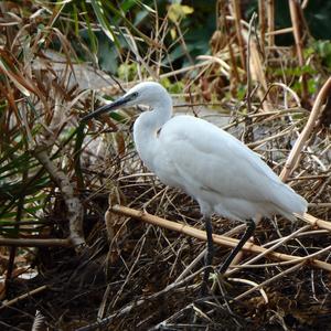 Little Egret