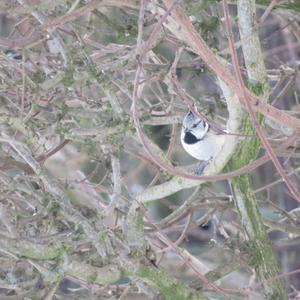 Crested Tit