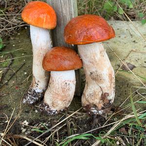 Orange Birch Bolete