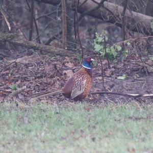 Common Pheasant