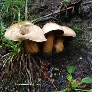 Lurid Bolete