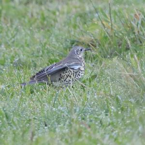 Mistle Thrush