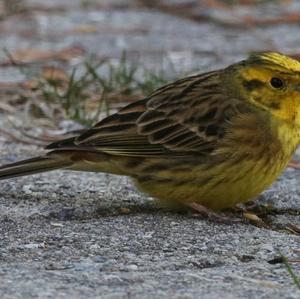 Yellowhammer