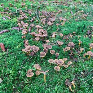 Trumpet Chanterelle