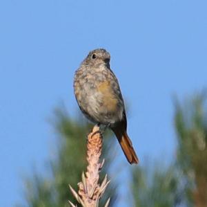 Common Redstart