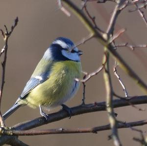 Blue Tit