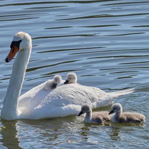 Mute Swan