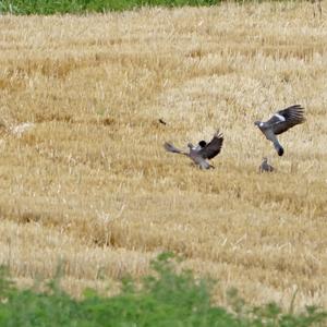 Common Wood-pigeon