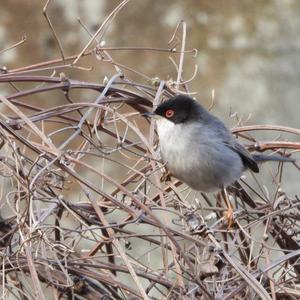 Sardinian Warbler