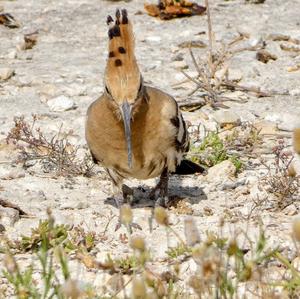 Eurasian Hoopoe