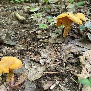 Chanterelle, Common