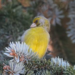 European Greenfinch