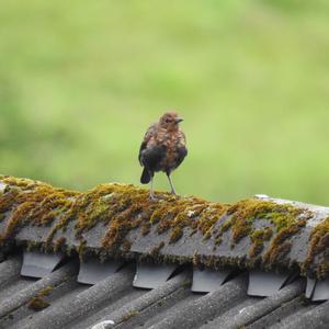 Eurasian Blackbird