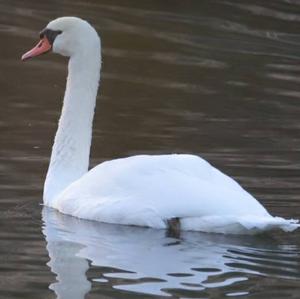 Mute Swan