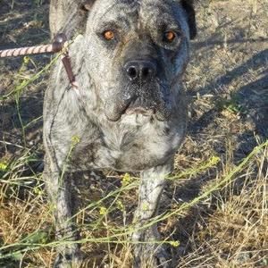 Cane Corso Italiano