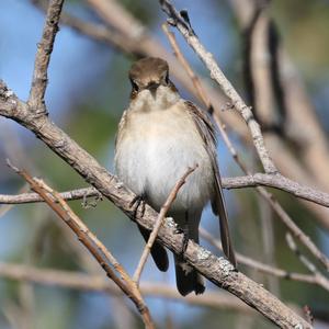 European Pied Flycatcher