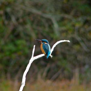 Common Kingfisher