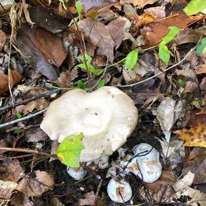 Entoloma sepium