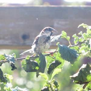 House Sparrow