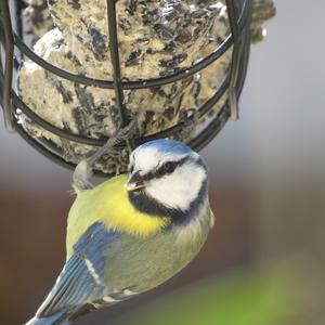 Blue Tit