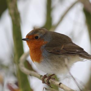 European Robin