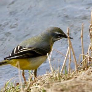 Grey Wagtail