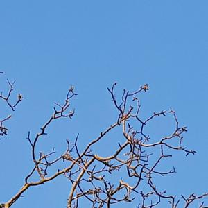 European Serin