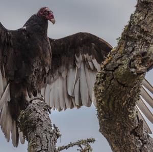 Turkey Vulture