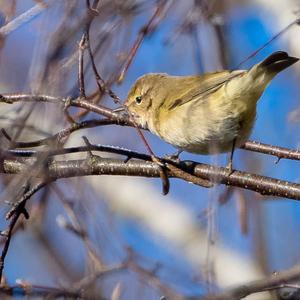 Common Chiffchaff