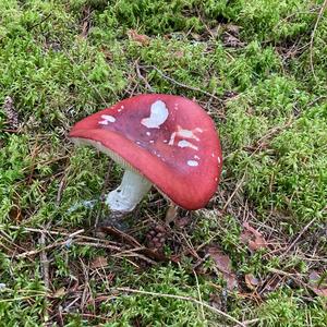 Tall Russula