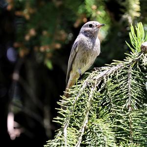 Black Redstart