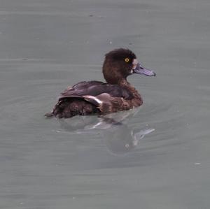 Tufted Duck